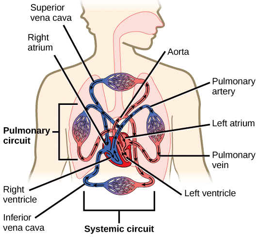 The Human Body Chapter Notes | Year 6 Science IGCSE (Cambridge)