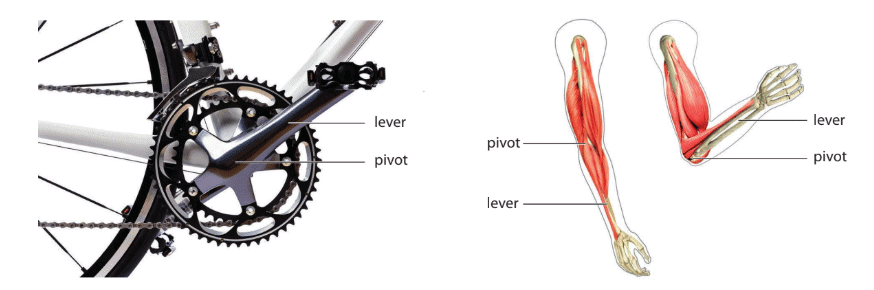 Forces and Energy Chapter Notes | Year 8 Science IGCSE (Cambridge) - Class 8