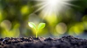 Plants are Living Things Chapter Notes | Year 3 Science IGCSE (Cambridge) - Class 3