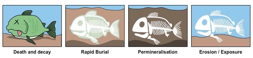 Fossils | Year 3 Science