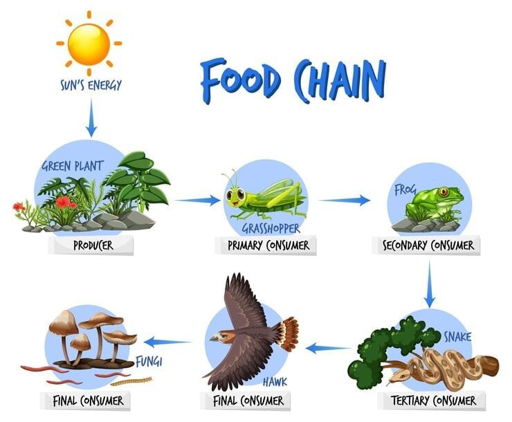 Food Chains and Food Webs Chapter Notes | Science for Grade 7