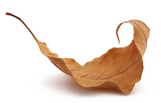 Plants are Living Things Chapter Notes | Year 3 Science IGCSE (Cambridge) - Class 3