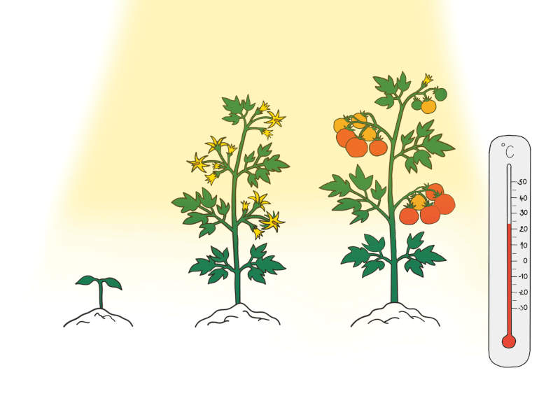 Plants are Living Things Chapter Notes | Year 3 Science IGCSE (Cambridge) - Class 3