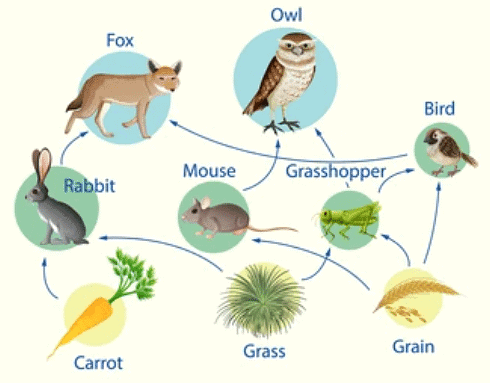 Animals and food | Year 3 Science