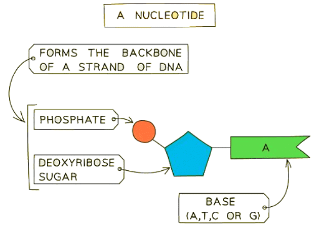 DNA Structure | Biology for GCSE/IGCSE - Class 10