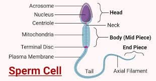 Features of Sperm Cells