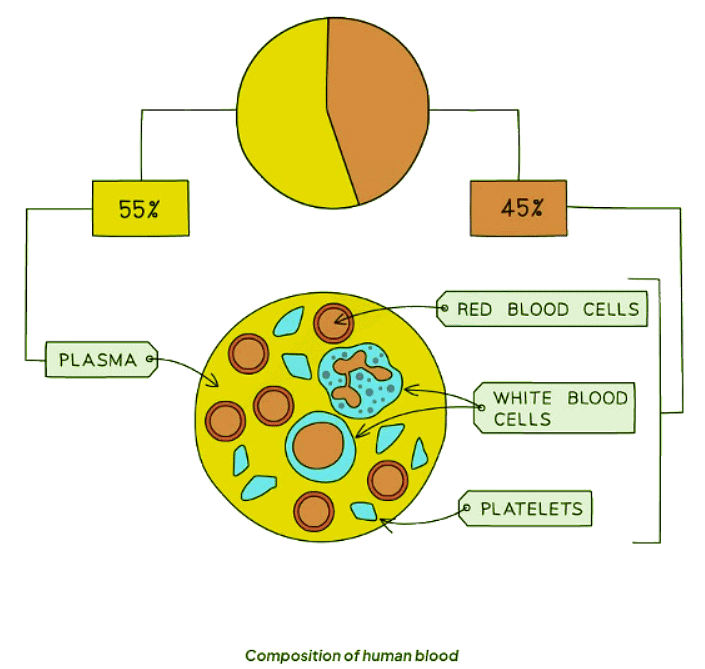 Components of Blood | Biology for GCSE/IGCSE - Class 10