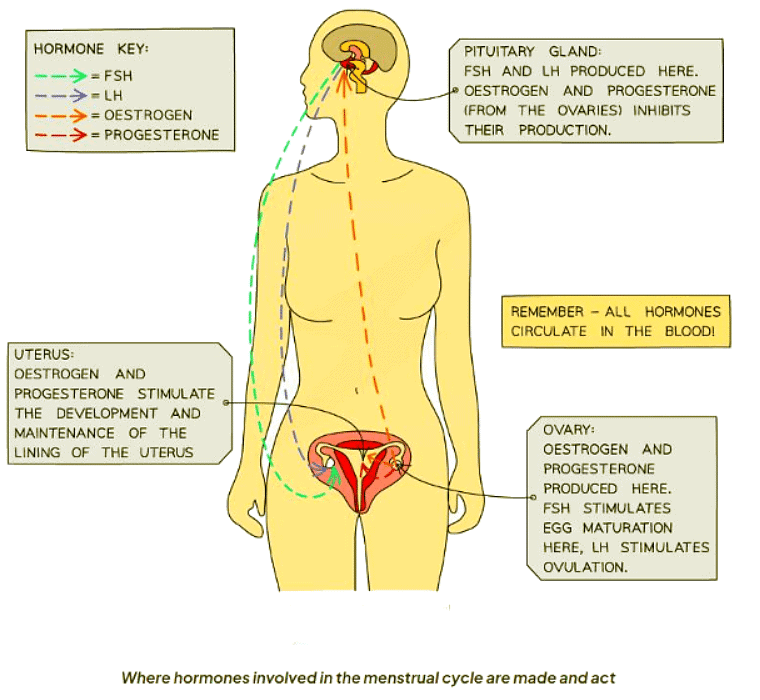 Interaction between all four of the menstrual cycle hormones