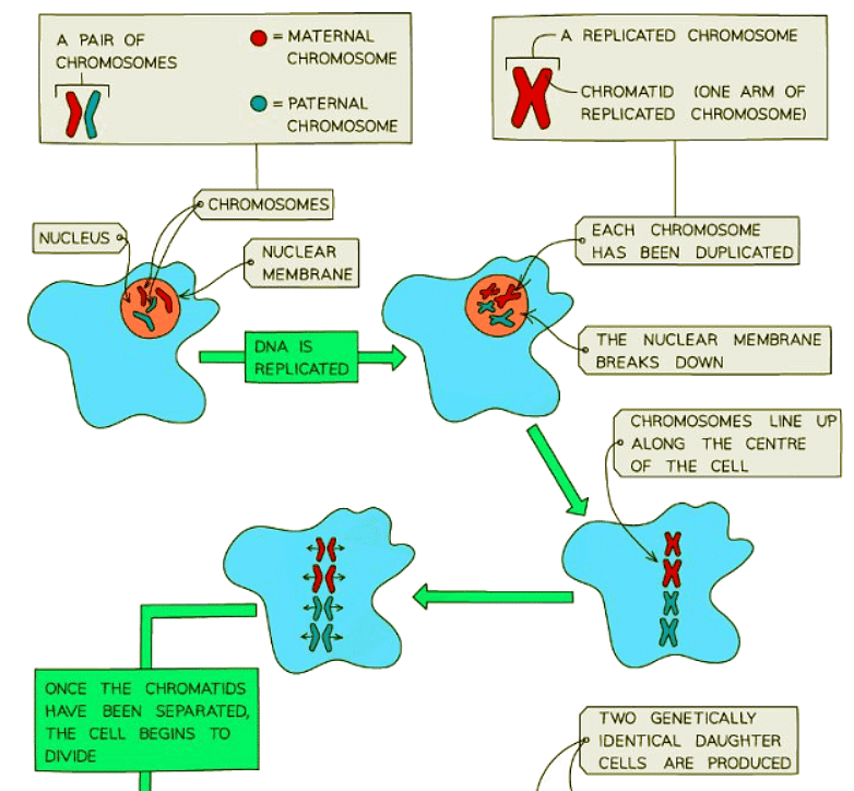Mitosis | Biology for GCSE/IGCSE - Class 10