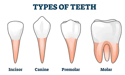 Teeth & Digestion | Biology for GCSE/IGCSE - Class 10