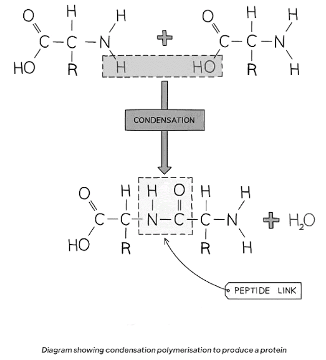 Proteins | Chemistry for GCSE/IGCSE - Class 10
