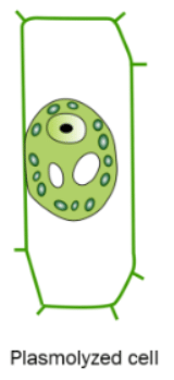 Osmosis in Animals & Plants | Biology for GCSE/IGCSE - Class 10