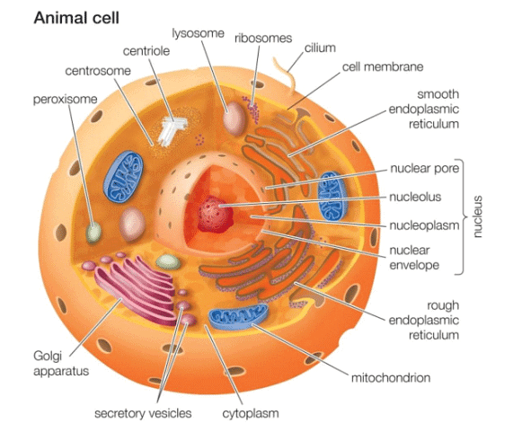 Cell Structure | Biology for GCSE/IGCSE - Class 10