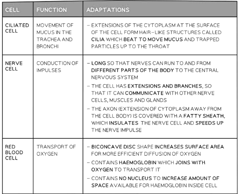 Specialised cells in animals