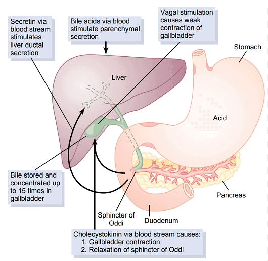 Bile production and secretion