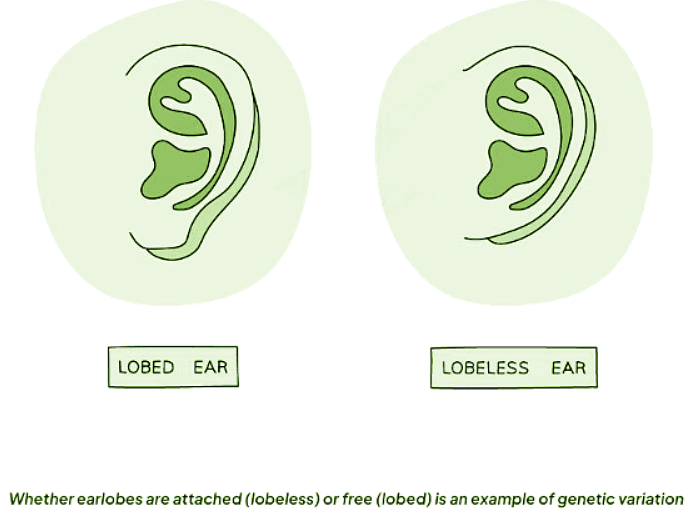Variation in Biology | Biology for GCSE/IGCSE - Class 10