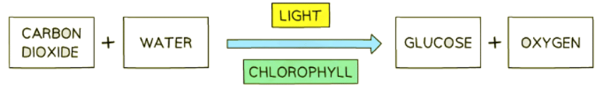 Chlorophyll | Biology for GCSE/IGCSE - Class 10