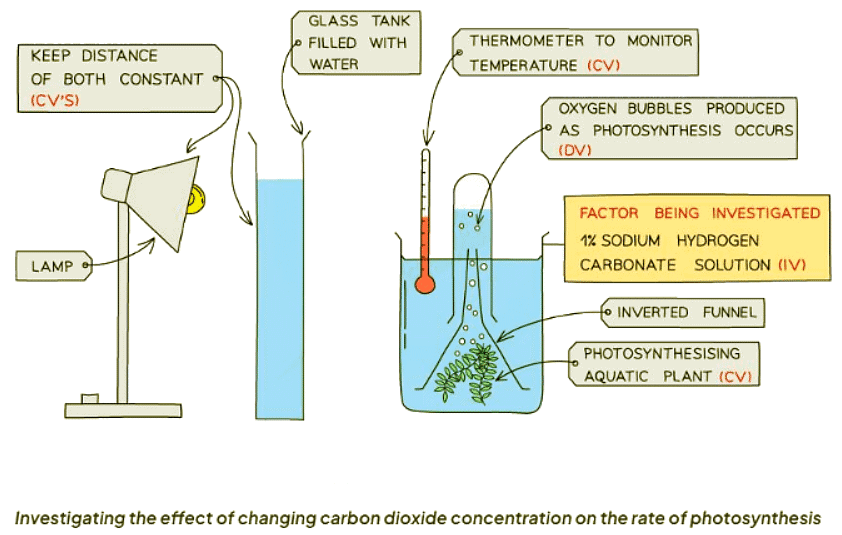 Investigating the Rate of Photosynthesis | Biology for GCSE/IGCSE - Class 10
