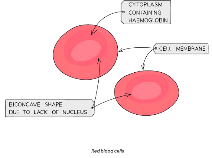 Specialised cells in animals