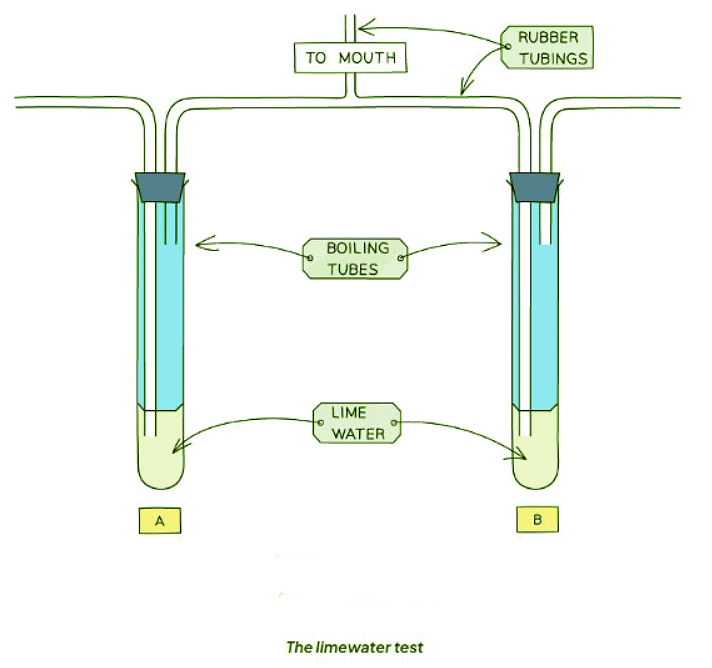Investigating the Differences in Inspired & Expired Air