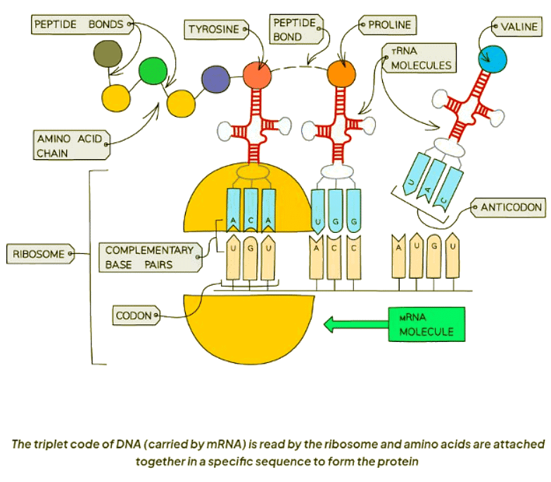 Protein Synthesis | Biology for GCSE/IGCSE - Class 10