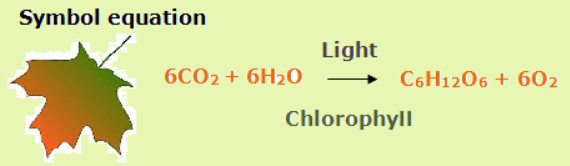 Photosynthesis | Chemistry for GCSE/IGCSE - Class 10