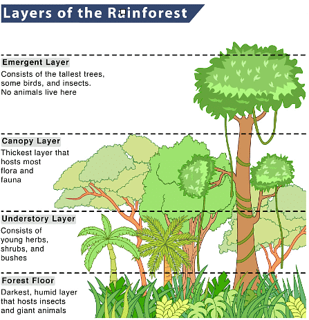 Ecosystem Characteristics | Geography for GCSE/IGCSE - Class 10