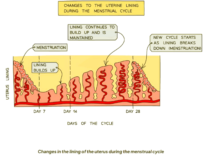 The Menstrual Cycle
