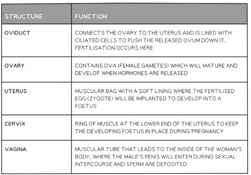 Sexual Reproduction in Humans | Biology for GCSE/IGCSE - Class 10