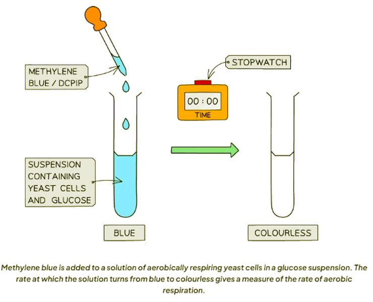 Respiration in Cells | Biology for GCSE/IGCSE - Class 10