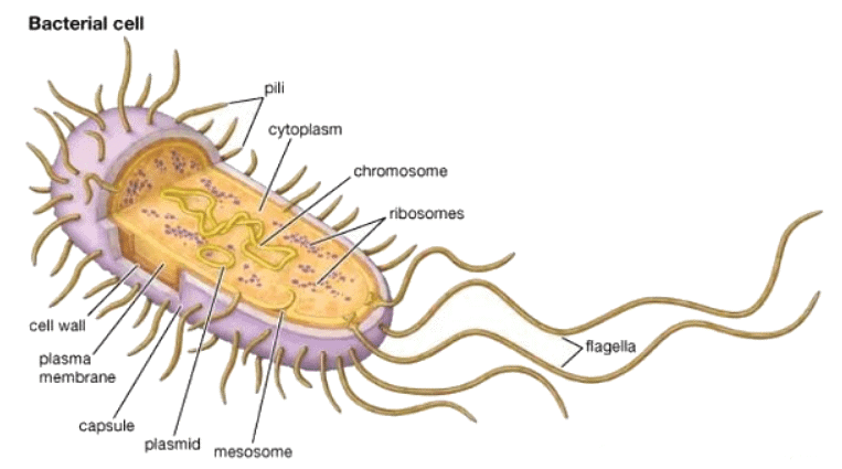 Cell Structure | Biology for GCSE/IGCSE - Class 10