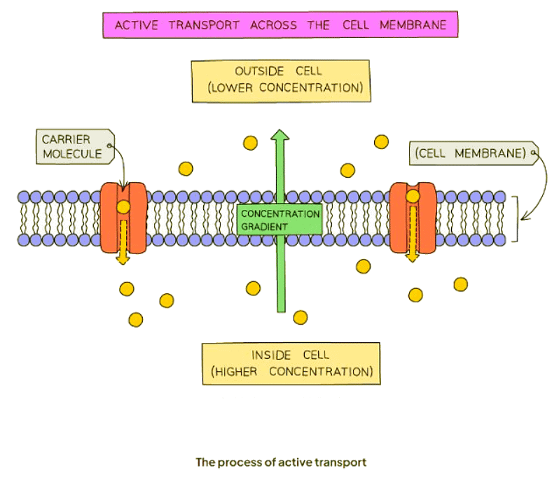Active Transport | Biology for GCSE/IGCSE - Class 10