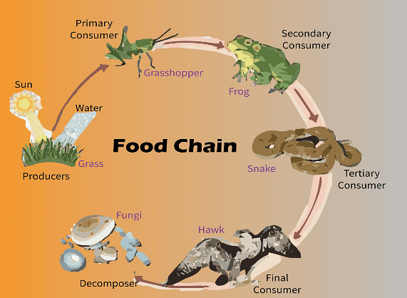 Food chains