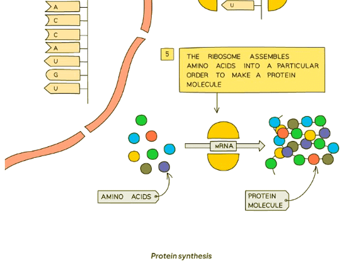 Which Proteins are Synthesised? | Biology for GCSE/IGCSE - Class 10