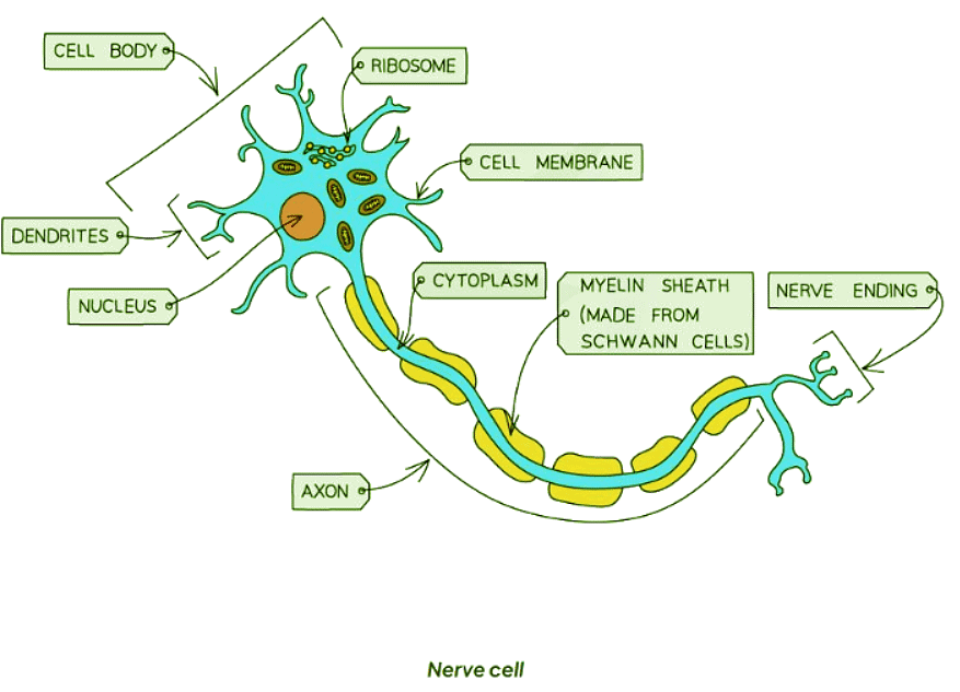 Specialised cells in animals