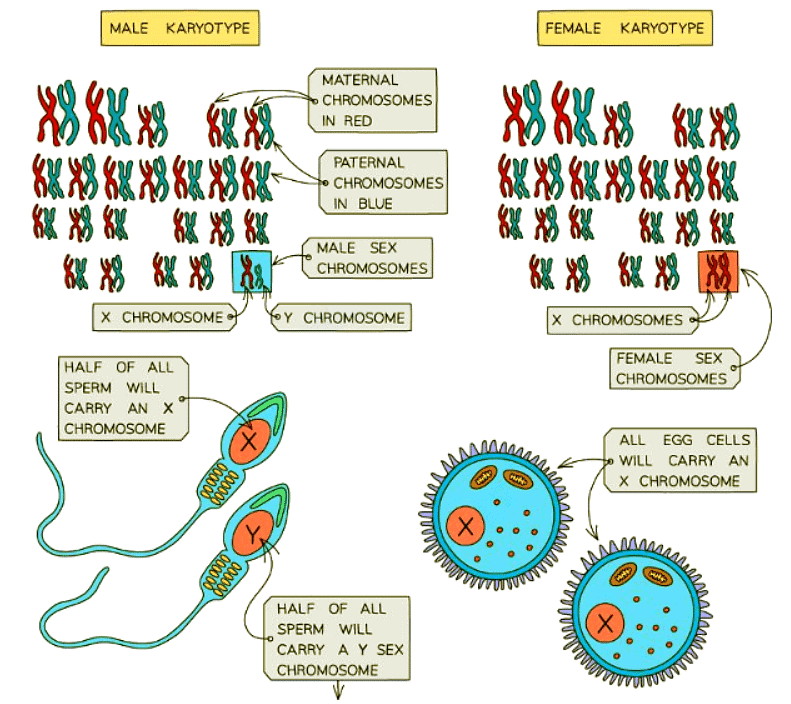 The Inheritance of Sex | Biology for GCSE/IGCSE - Class 10
