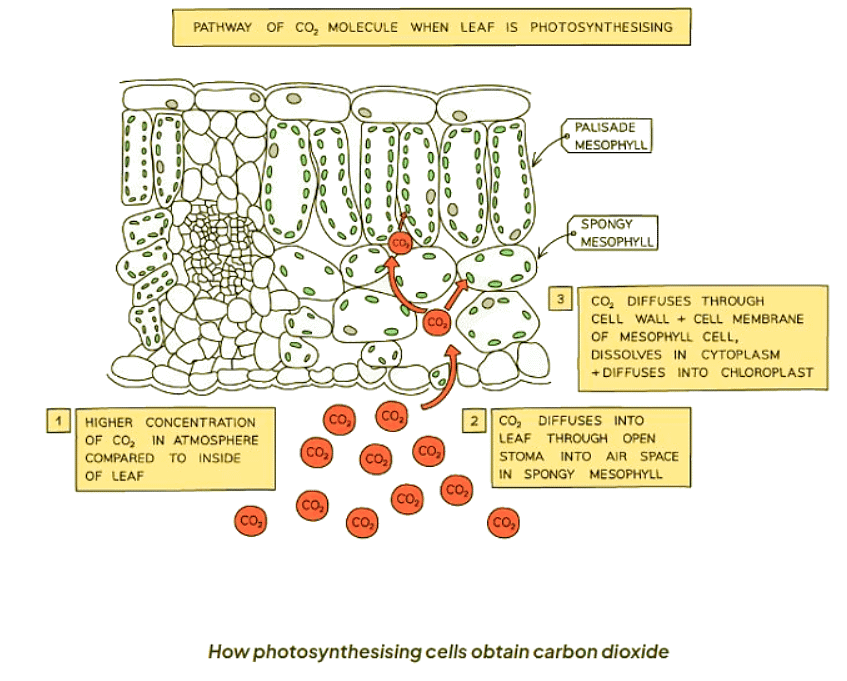 Leaf Structure | Biology for GCSE/IGCSE - Class 10