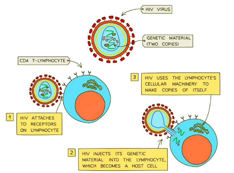 Sexually Transmitted Infections | Biology for GCSE/IGCSE - Class 10