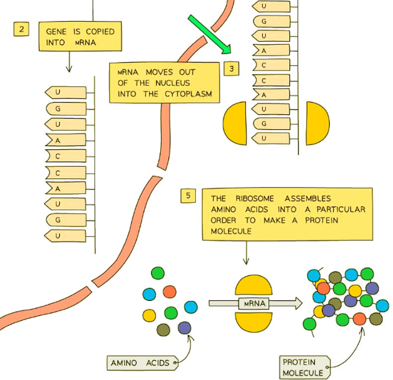 Protein synthesis