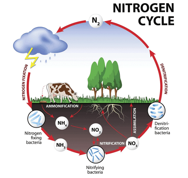 Nutrient Cycles | Biology for GCSE/IGCSE - Class 10