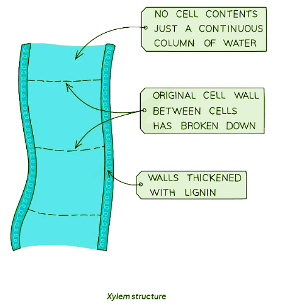 Specialised cells in animals