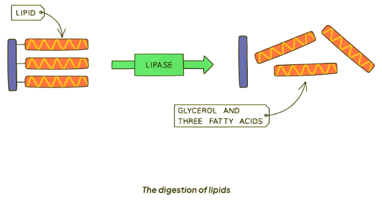 Enzymes in Digestion | Biology for GCSE/IGCSE - Class 10