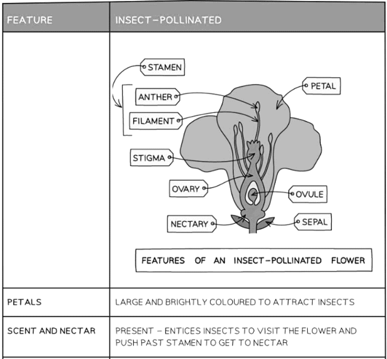 Sexual Reproduction in Plants | Biology for GCSE/IGCSE - Class 10