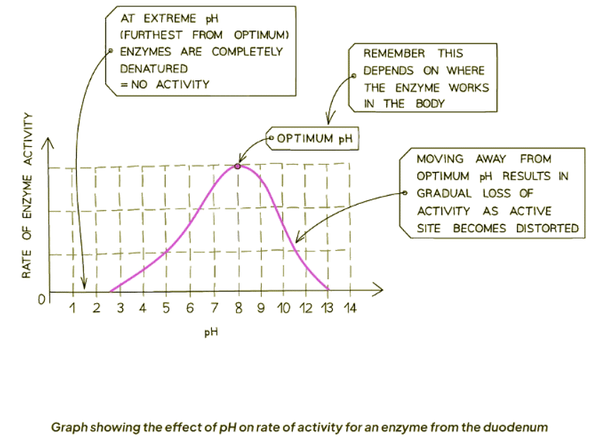 Enzymes & pH | Biology for GCSE/IGCSE - Class 10