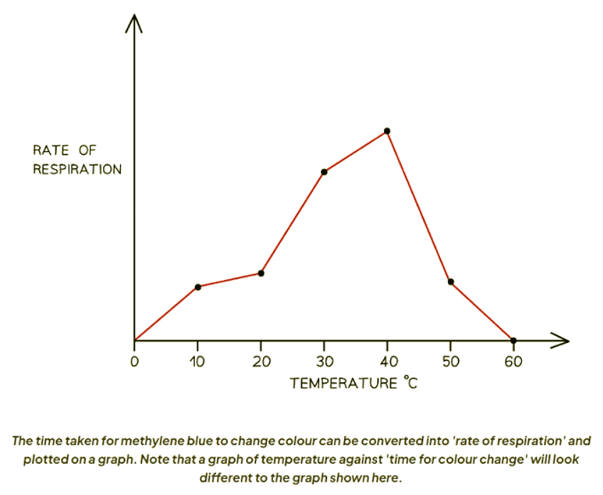 Respiration in Cells | Biology for GCSE/IGCSE - Class 10