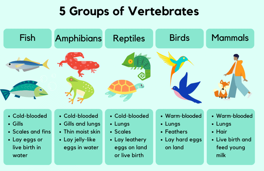 Features of Organisms - 1 | Biology for GCSE/IGCSE - Class 10