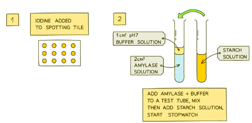 Enzyme Investigations | Biology for GCSE/IGCSE - Class 10