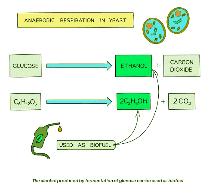 Biotechnology | Biology for GCSE/IGCSE - Class 10
