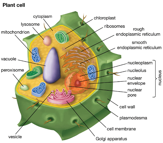 Cell Structure | Biology for GCSE/IGCSE - Class 10