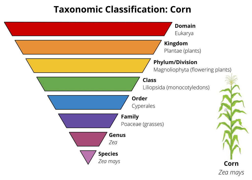 Classifying organisms | Year 7 Biology (Cambridge) - Class 7